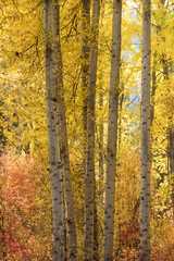 fall time in the Pacific Northwest