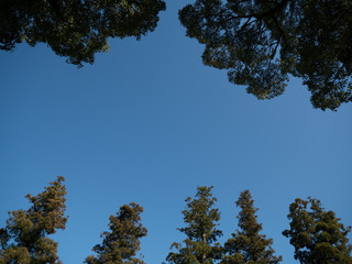 tree and blue sky