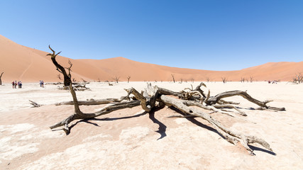 Dead vlei, Namibie