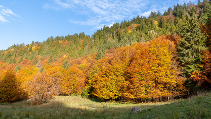 Forêt à l'automne