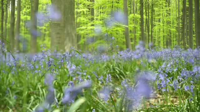 Panoram on flowering bluebells. Close-up flowers at blurred background,shot with tilt-shift effect. Hallerbos, Belgium