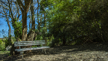 Fototapeta premium Empty white wooden bench from the house garden. concept of place to relax. White bench under the trees. 