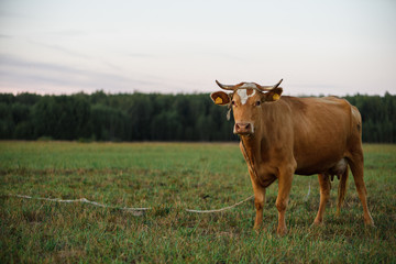 Cow grazing in a meadow