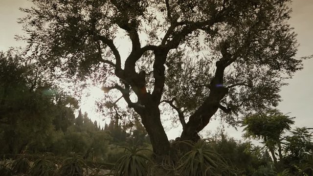 Olives trees in the Garden of Gethsemane, Jerusalem. Israel, cca. 2015