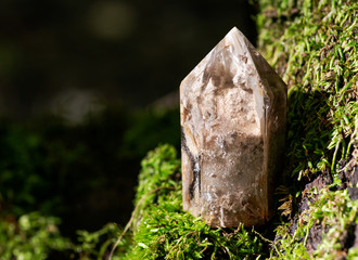 Natural polished shamanic dream quartz point with various inclusions on moss, bryophyta and bark, rhytidome in forest preserve.