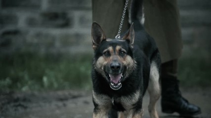 Portrait of an aggressive purebred german shepherd outdoors. - Powered by Adobe