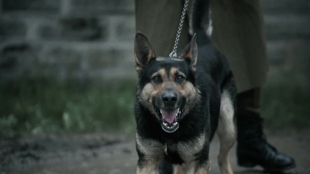 Portrait of an aggressive purebred german shepherd outdoors.