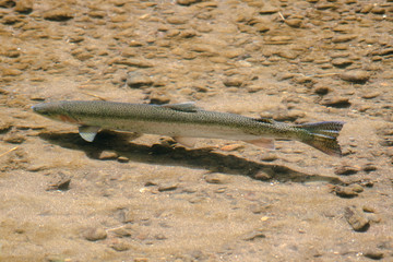 Steelhead Hen