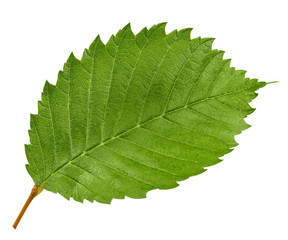Obraz premium green leaf isolated