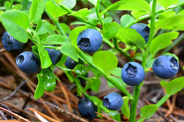 Blueberry bush in morning dew