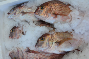 Snapper fish on ice