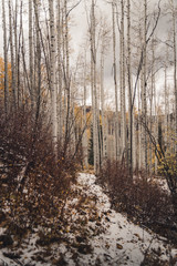 A mountain trail in Vail, Colorado covered in snow during autumn. 