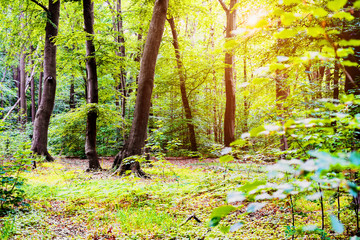 Beautiful forest with sunlight. Nature and outdoor background. Park with trees and leaves