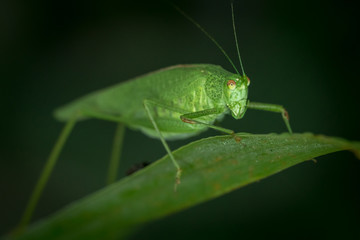 INSETTI, MACROFOTOGRAFIA