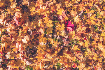 Autumn leaves background in sunlight. Fall yellow, orange and red autumn leaves on ground for background or backdrop