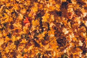 Naklejka na ściany i meble Autumn leaves background in sunlight. Fall yellow, orange and red autumn leaves on ground for background or backdrop