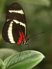 Zebrafalter - Heliconius charitonius - Südamerika
