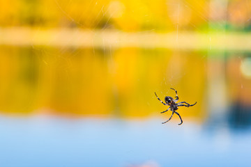 bright colorful spider insect bakcground