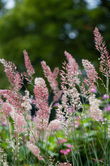 Fireweed, room for copy