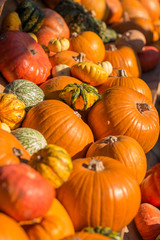 a lot of colorful pumpkins on the farmer market