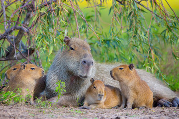 Capibara