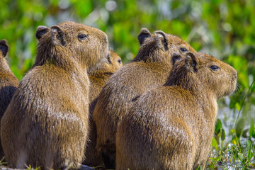 Capibara