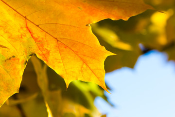 bright colorful tree leaf in the autumn