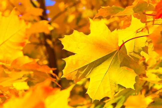 bright colorful maple leaves in the autumn