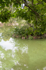 Green Pond with Tree Limb Overhang, room for copy