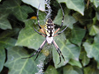 spider on web