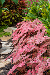 Pink Hostas Stone Garden Path, room for copy