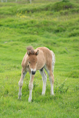 Naklejka na ściany i meble Islandpferde: Stute mit Fohlen auf saftig grünen Wiesen im Süden Islands