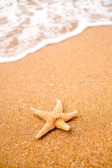 Fototapeta na wymiar Seastar on the sand of the beach and coming surf a lot of copyspace, nobody around, travel or holiday rest concept