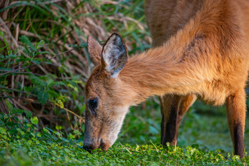 Deer