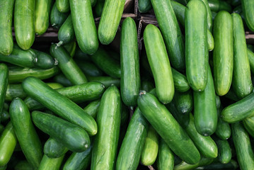 background from green cucumbers. fresh vegetables in the store. vegetable shop. long smooth cucumbers as texture