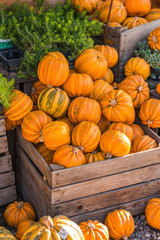 a lot of colorful pumpkins on the farmer market