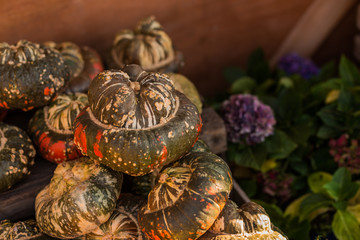 a lot of colorful pumpkins 