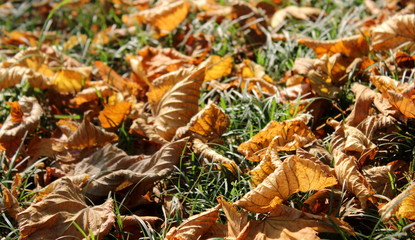 Foglie sul prato in Autunno 