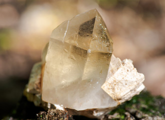 Cathedral citrine quartz point from Brazil nestled in matrix on moss, bryophyta and bark, rhytidome...