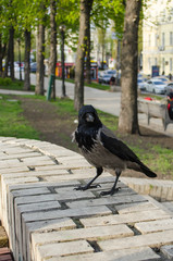 Curious gray crow is watchingin the Park closeup