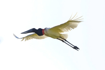Jabiru