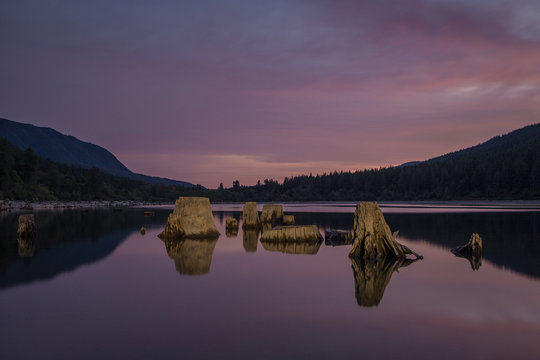 Tree stumps in Washington Lake