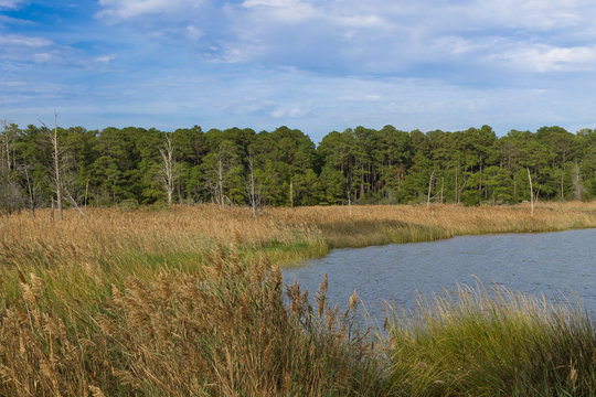 The wetlands of southern Maryland along the Chesapeake Bay