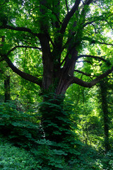 Horse Chestnut or Conker Tree (Aesculus hippocastanum) in Rural Devon, England, UK