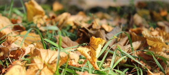 Foglie sul prato in Autunno 