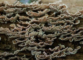 Fungi on dead tree Trametes versicolor, often called the turkey tail,  member of the forest fungal fowl community in forest preserve.
