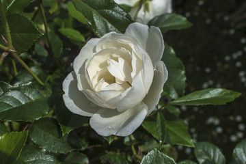 Garden Plant Rose Flower; White Color