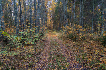 Obraz premium autumn in the forest path