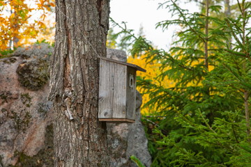 Fototapeta premium Close up view of bird house on tree with green yellow trees on background. Colorful nature backgrounds.