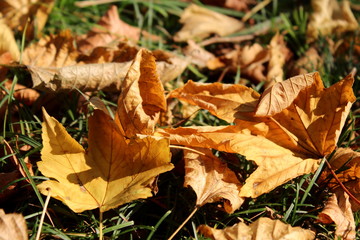 Foglie sul prato in Autunno 